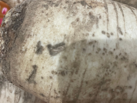 最終売りつくし！【訳あり品】ビリっとうま辛い！風味が豊かな辛味大根★松館しぼり大根(LLサイズ箱込み5Kg)