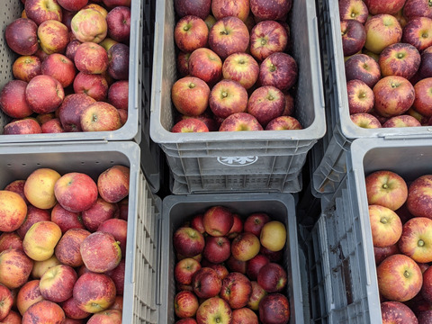甘み濃厚！秋の信州りんご「あきばえ」りんごのジュースたっぷり３本セット