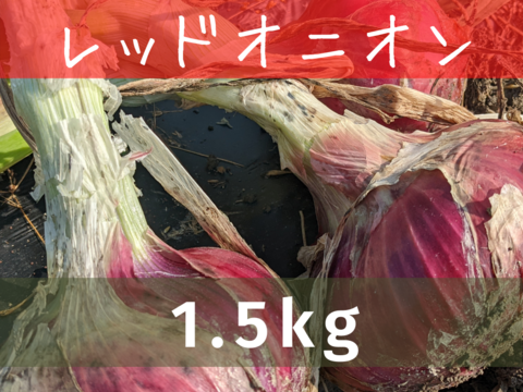【農薬不使用】レッドオニオン（1.5kg）