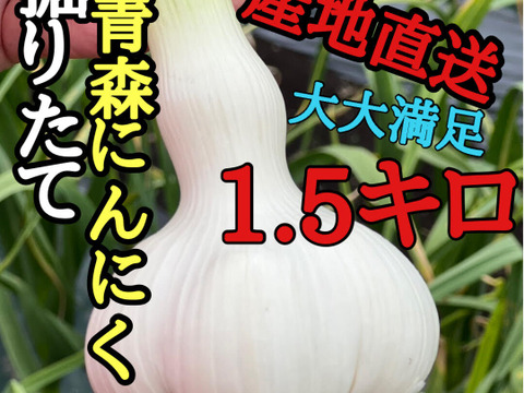 【500箱売れた】食べなきゃ損！人生に一度は食べてみたい★掘りたて青森産「生」にんにく大玉1.5キロ
