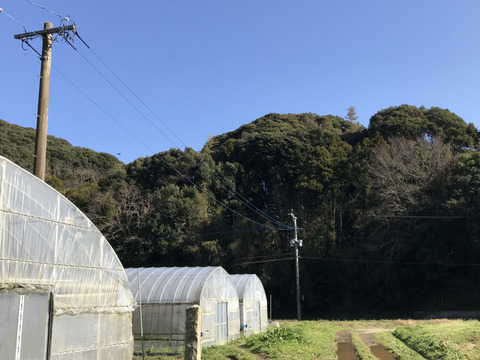 【旬の時期にアスパラガスを急速冷凍しました！】カット済み冷凍アスパラガス大容量400g☆畑直送☆【福岡県糸島産】