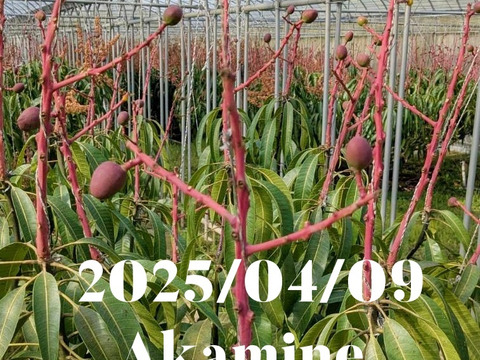 マンゴーの王道！『アーウィン』3kg良品