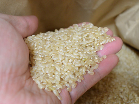 【R7年新米】お米日本一コンテスト最高金賞受賞/精米5kg南魚沼産コシヒカリ/まつえんどんのお米