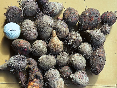 皮ごと茹でて✨美味しい ✨小ぶりな里芋1kg(セレベス:赤目芋)｜農家直送✅｜家庭用🎁❗️