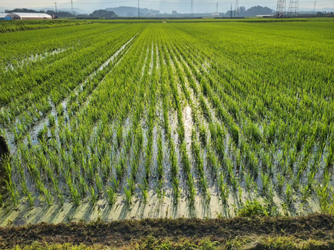 【栽培期間中農薬化学肥料不使用】はれわたり　玄米2kg