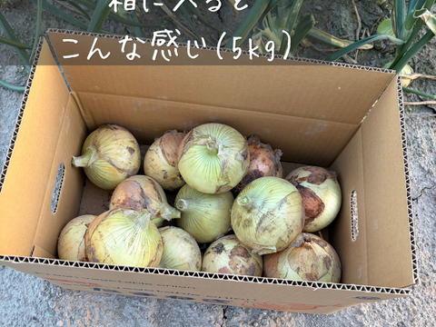 とにかく甘い！淡路島 新玉ねぎ 品種:七宝（秀品・5kg）