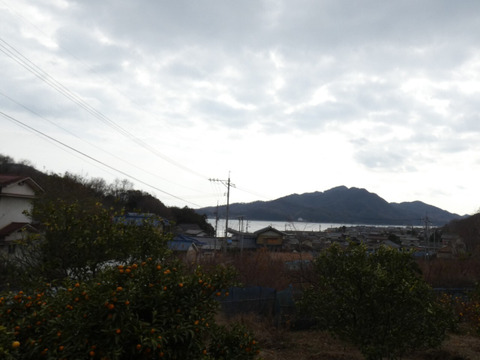 訳あり はるか ５ｋｇ　M玉中心