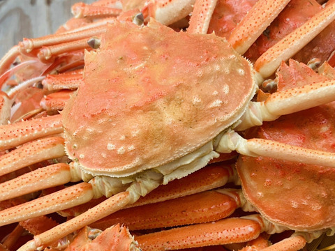 ※期間限定特売セール‼【北海道産】活ズワイガニ　サイズ小中　2.5kg
