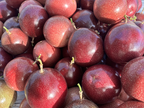 贈答用‼︎南国のパッションフルーツ‼︎5個入り