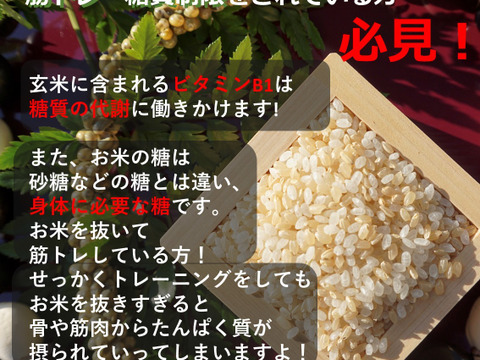 玄米プチプチ食べやすい・令和4年秋田県産・乳酸菌あきたこまち