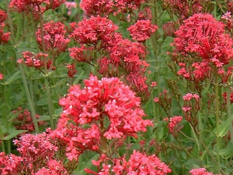 2個セット セントランサス （ベニカノコソウ） コッキネウス イングリッシュガーデン  花苗 多年草 宿根草