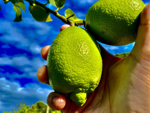 The citrus【LEMON (green)】グリーンレモン 約1kg
