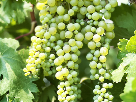 世界最大最古ぶどう！岡山県産ネヘレスコール（1～2房）