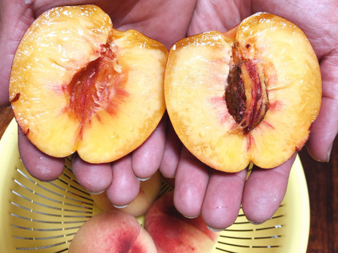 濃厚ネクタリン黎明 A品（約3㎏）