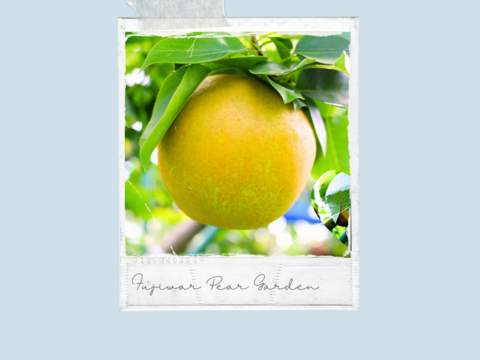 【あきづき】3kg　フルーティーな香りと上品な甘さ＊限定個数＊人気急上昇中！！高級品種　庄内甘熟梨【ギフト】【ご贈答】5~8玉　9月中旬頃〜発送