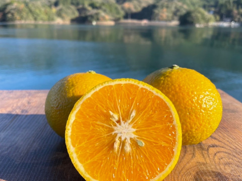 【柑橘食べ比べ】ポンカンとスイートスプリング　箱込み4kg 栽培期間中に農薬・化学肥料不使用