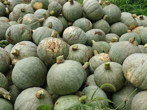 【自然栽培で育てたかぼちゃ100％】無添加かぼちゃペースト（2袋）