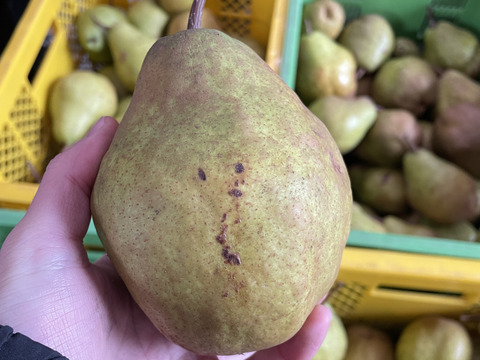 🍐【レア品種の訳あり】【絶妙な酸味で濃厚な味わい】『シルバーベル』 ３キロ 【西洋なし】【西洋梨】【山形県天童市産】【ご家庭用】