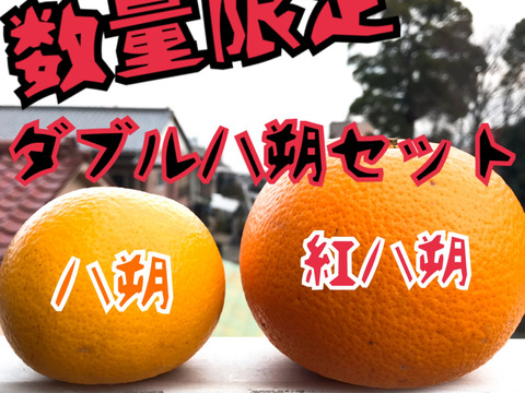 【数量限定!】樹上甘熟!ダブル八朔セット(黄&紅)約8kg入り