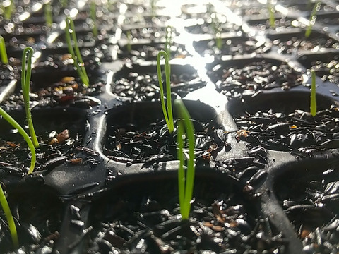 寒締め下仁田ねぎ　約30本 氷点下に耐え甘さ格別　土付き