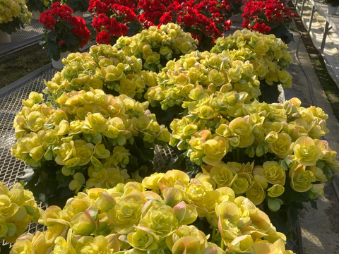 【農林水産大臣賞】鮮やかな黄色、抜群の花持ち、一押し品種です。エラチオールベゴニア【コスモノア】５寸