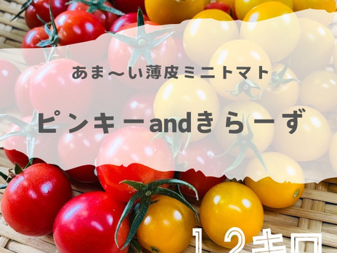 販売開始‼️お子様に大人気❗️薄皮ミニトマト‼️ピンキー＆きら〜ず！口に皮が残らない！（1.2kg入）