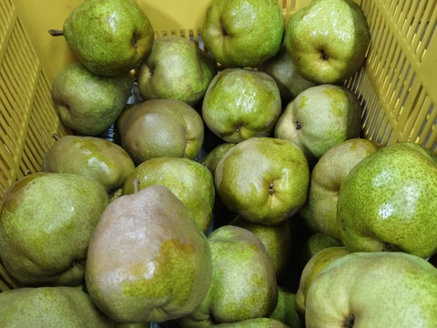 よくばりセット　シャインマスカット1房
ラ・フランス5.6玉