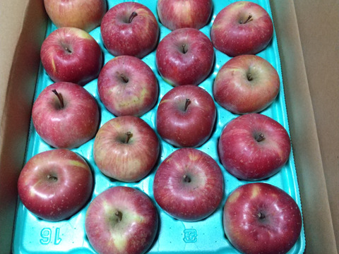 すぐに発送🚚お得な訳ありご家庭用🍎サンふじ5kg🍎特別栽培認証取得✨低農薬 葉とらずりんご 【4～5人向け】