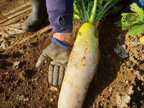 じんわ〜り染みる！冬の濃厚とろ甘大根 約9kg（農薬・化学肥料・除草剤・防虫剤不使用）