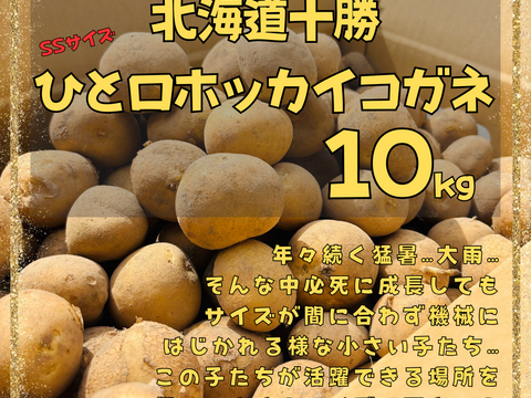 ［1月限定価格］※必死なチビじゃが※でも味は一級品！『雪夏稚くん』の一口ホッカイコガネ１０kg（直径３〜６cm）