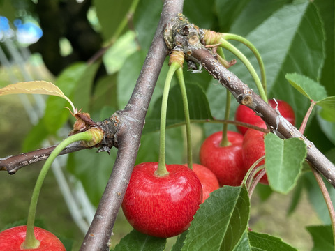 【小夏】🍒１キロ🍒【ジャムやさくらんぼ酒にもどうぞ】【しっかりとした酸味】【うちのフルーツの中で一番最初に収穫】【さくらんぼ】【レア品種✨】6/9まで