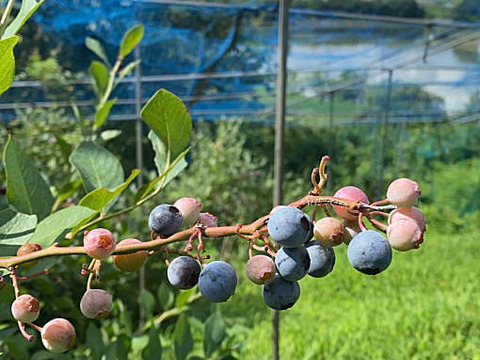 朝摘み　ブルーベリー　ラビットアイ系　６００ｇ（３００ｇｘ2ｐ）《生食・ジャム・スムージーに》　農薬不使用　【橋本ふるさと便】