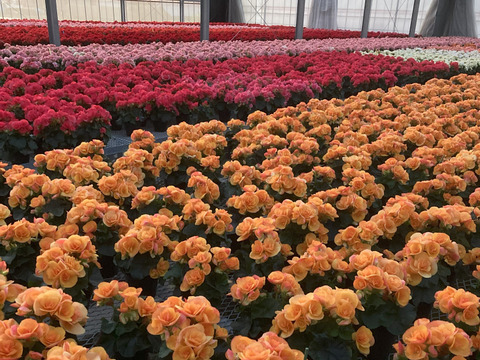 【贈答用】明るいサフランイエローにくつろぎを感じます。エラチオールベゴニア【イエローストーン】4.5寸