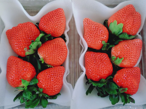 大粒！桃のような風味
完熟恋みのり