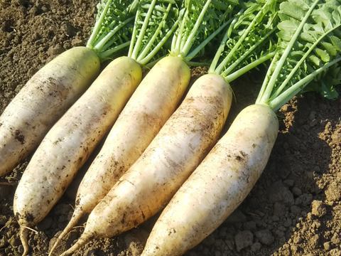 葉付き春大根 大根5本セット 農薬 化学肥料不使用 泥なし 埼玉県産 食べチョク 農家 漁師の産直ネット通販 旬の食材を生産者直送