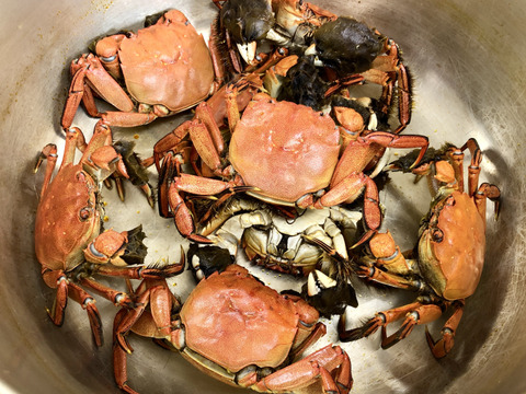 【山形の清流育ち】活きモクズガニ（合計5匹：オス・大2匹、メス・中3匹）川ガニ・川がに・カニ・蟹・かに｜山形県酒田市八幡地域の里山・大沢地区の清流・荒瀬川育ち