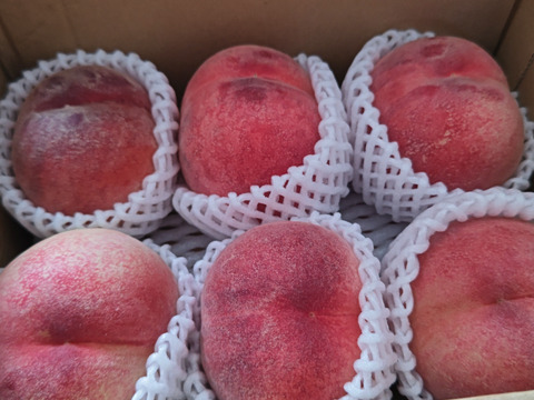 運命の出会い⁉️【67品種の桃を栽培】品種は何が届くかお楽しみ！白桃1.5㎏