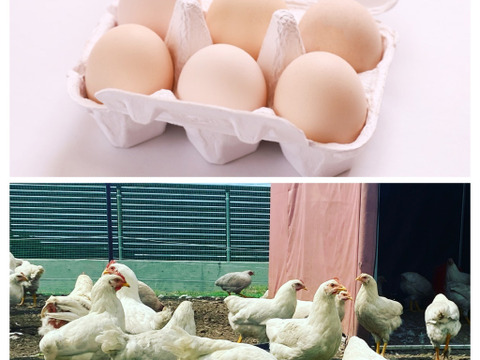 🉐青空放し飼い【富士の極卵】純国産鶏あずさ＆さくら24個