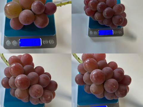 紅①　幻のブドウ【紅伊豆】　1kg前後〜1.5kg位
化粧箱入　(6〜8房位)