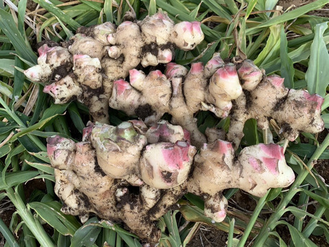 新生姜 5kg：茨城県産のその他薬味・スパイス｜食べチョク｜産地直送