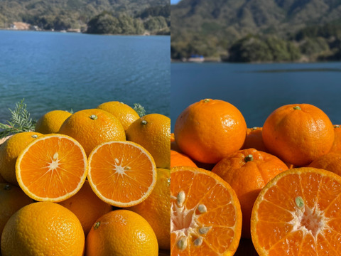 【柑橘食べ比べ】ポンカンとスイートスプリング　箱込み4kg 栽培期間中に農薬・化学肥料不使用