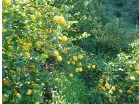 大好評【4/中旬収穫】皮ごと使える❣国産ユーレカレモン1.5kg(箱込）