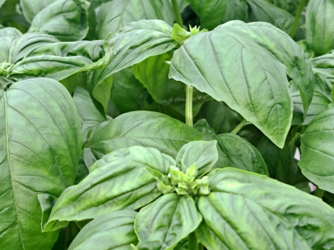 穫れたてバジル 500g　　～葉が大きい！～