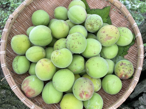 中熟梅　栽培期間中農薬不使用　化学肥料　除草剤不使用　農家直送　ご家庭用　5キロ　ご注文後収穫となります