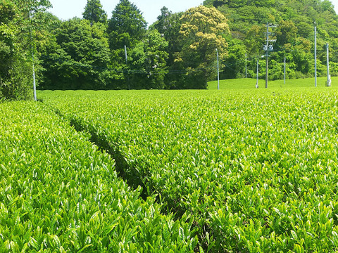 「安心安全に頑固一徹！」農薬不使用・自然肥料で育てたこだわりの静岡茶(100g×10袋)