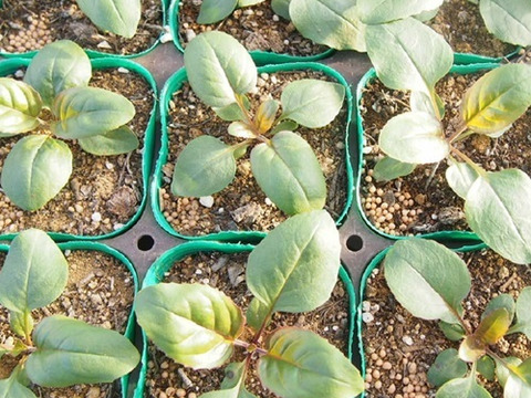 2個セット ペンステモン オバタス ブルーガーデン イングリッシュガーデン 花苗 多年草 宿根草