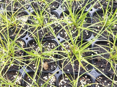 2個セット  グラス カレックス プレーリーファイヤー  イングリッシュガーデン カラーリーフ 花苗 多年草 宿根草