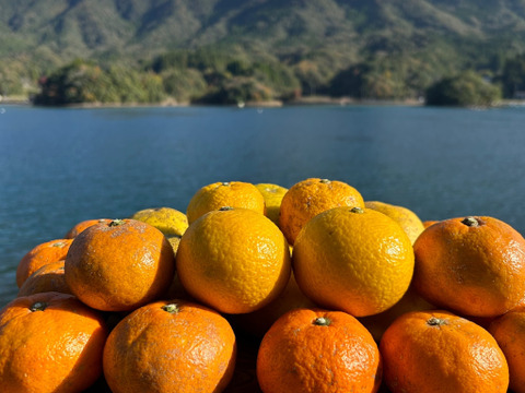 天草の宝石箱！栽培期間中農薬不使用 5種の柑橘セット　箱込み4kg　（白川、河内晩柑、橙、甘夏、スイートスプリング）