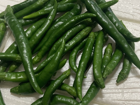 産地直送の採ったその日の唐辛子を50g