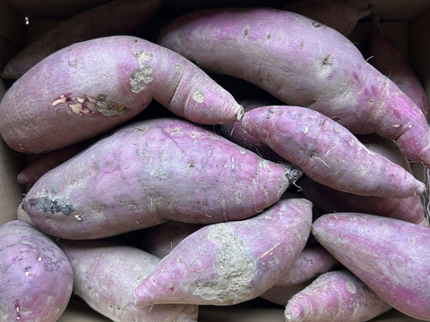 【訳あり】紅はるか 5kg ※梱包込